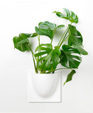 Vertiplants urtapottaskjulari, HVÍTUR